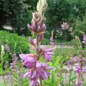 Desmodium canadense fleur